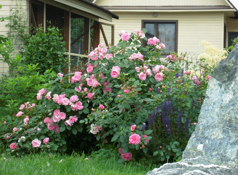 'Prairie Joy' rose photo