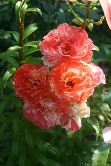 'Papagena (floribunda, McGredy 1985)' rose photo