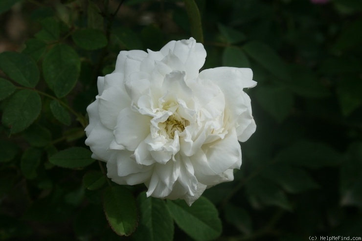 'Susan Williams-Ellis' rose photo