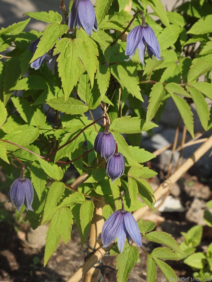 'Francis Rivis' clematis photo