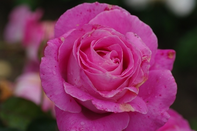 'Heidi Jayne' rose photo