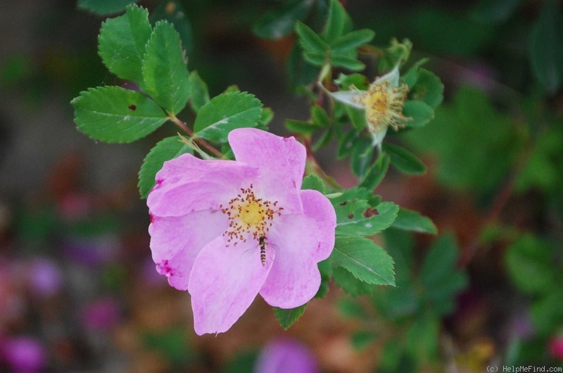 'R. blanda' rose photo