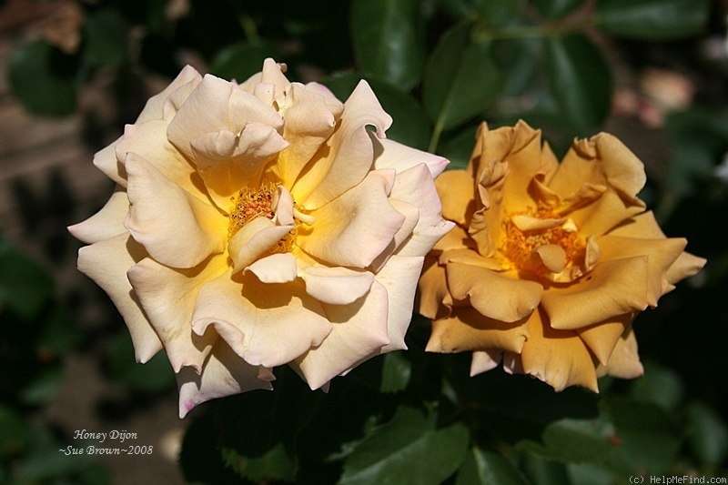 'Honey Dijon ™ (Hybrid Tea, Sproul, 2003)' rose photo