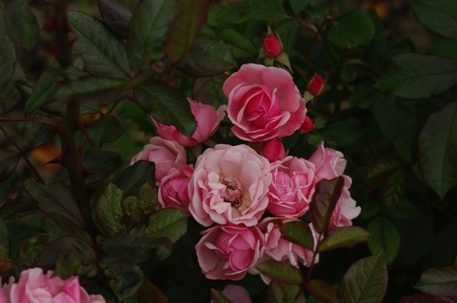 'Anneke Doorenbos (Floribunda, Doorenbos,1956)' rose photo
