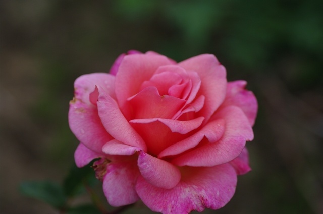 'Rose d'Amour (hybrid tea, Gaujard 1935)' rose photo