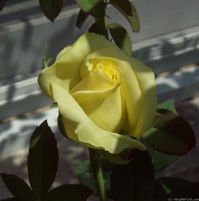 'St. Patrick ™ (hybrid tea, Strickland, 1986)' rose photo