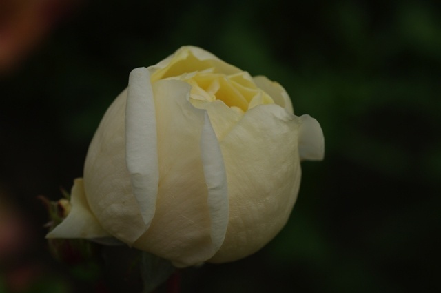 'Alice Stern' rose photo