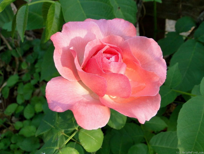 'Pink Panther ®' rose photo