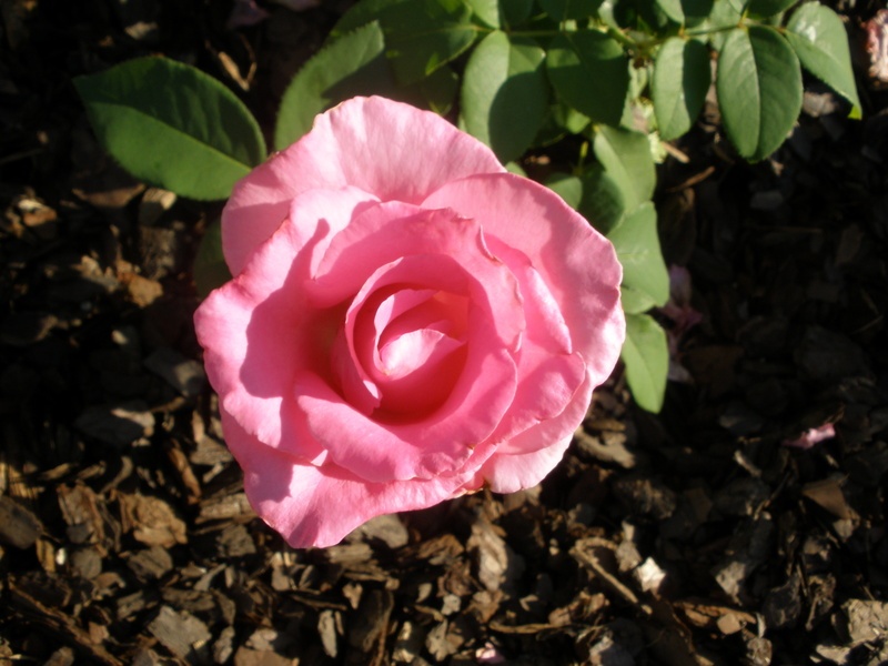 'McCartney Rose (hybrid tea, Meilland, 1995)' rose photo