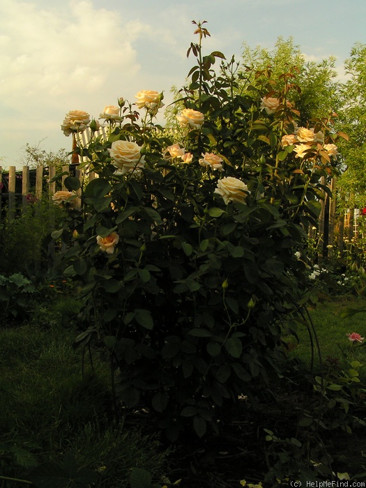 'Karl Heinz Hanisch' rose photo