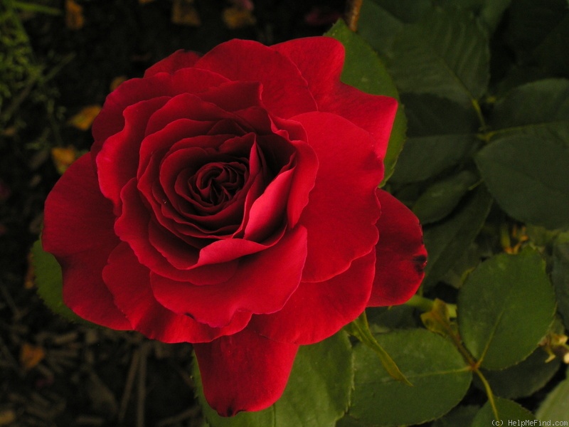 'Duftzauber ' Rose Photo