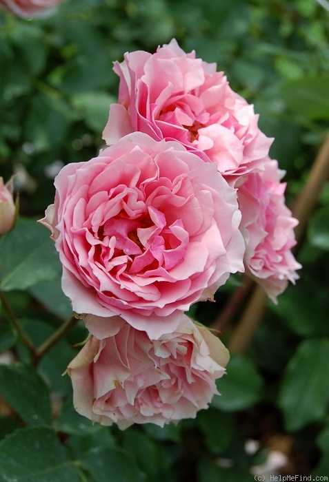 'La Rose Bordeaux ®' rose photo