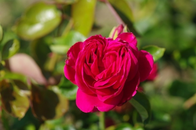 'Simón Dot' rose photo