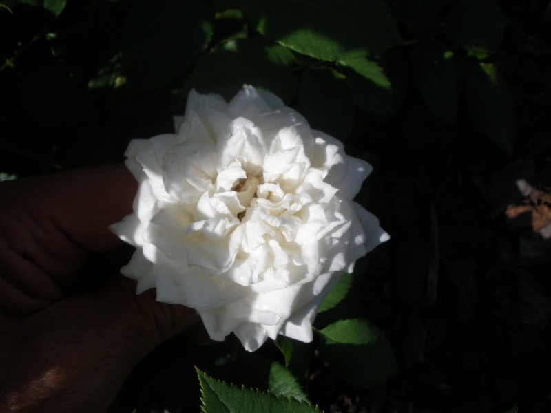 'Maria Shriver ™' rose photo