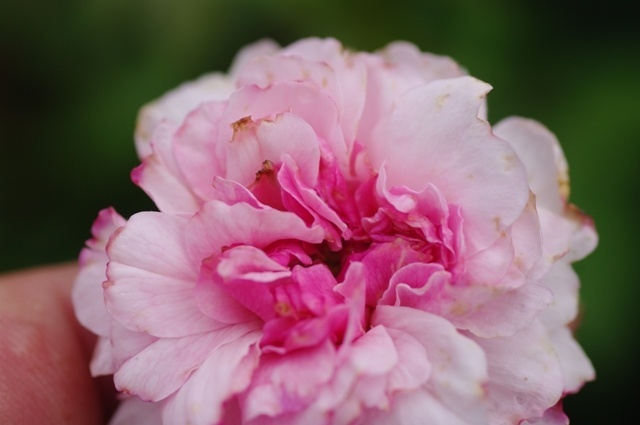 'Château de la Juvénie' rose photo