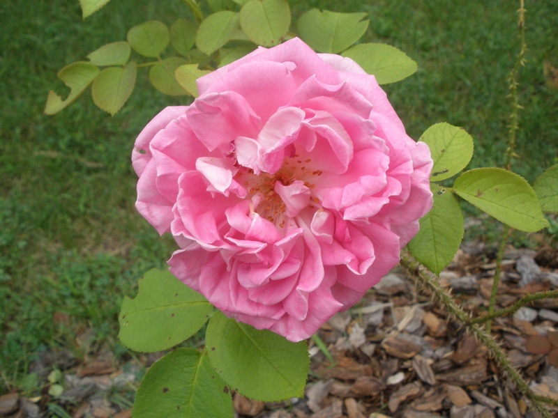 'Conrad F. Meyer' rose photo