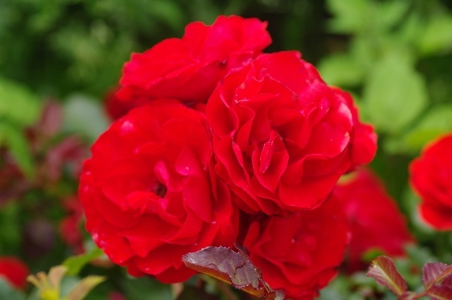 'Olympisches Feuer ®' rose photo