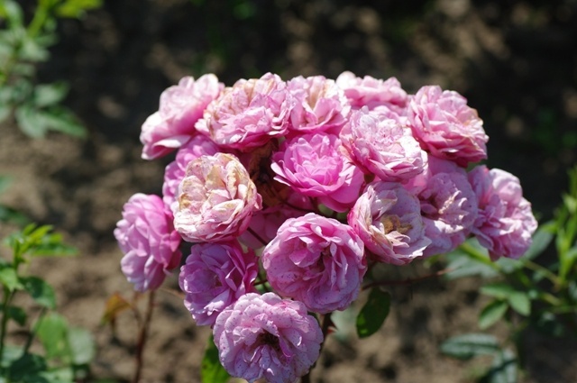 'Cotorrita Real' rose photo