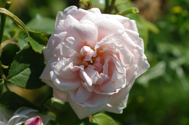 'Perle des Blanches (hybrid noisette, Lacharme, 1872)' rose photo