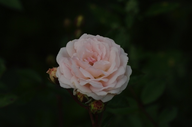 'Jeanny Soupert' rose photo