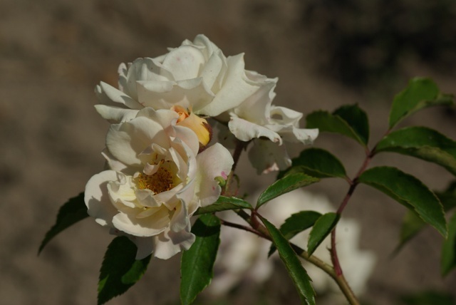 'Svatopluk Čech' rose photo