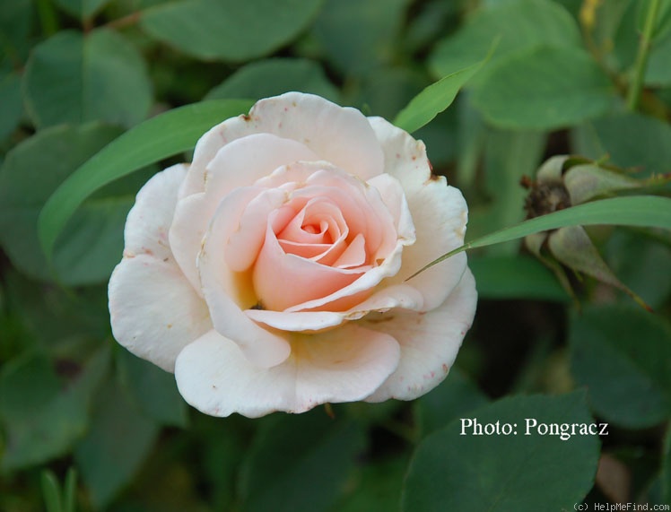 'Pennsylvanian' rose photo