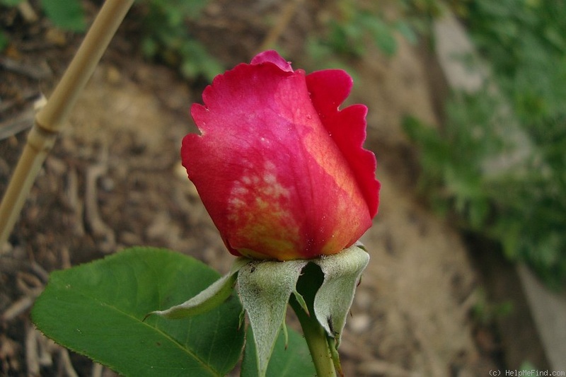 'Alma-atinskaja Aromatnaja' rose photo