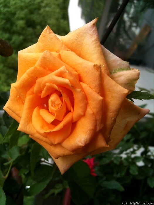 'Colandro' rose photo