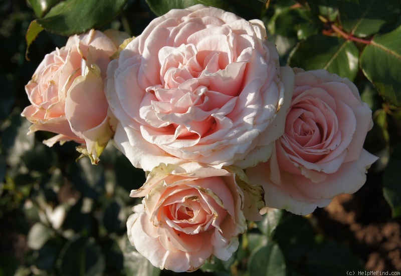 'Majestic ™ (hybrid tea, Olesen 1991)' rose photo