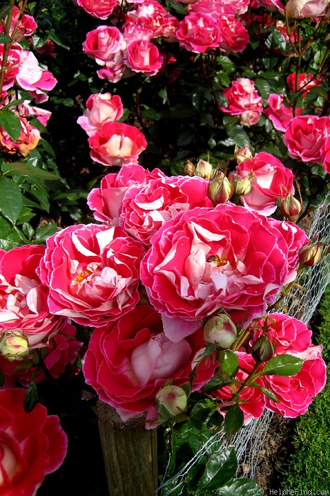 'Malandi' rose photo