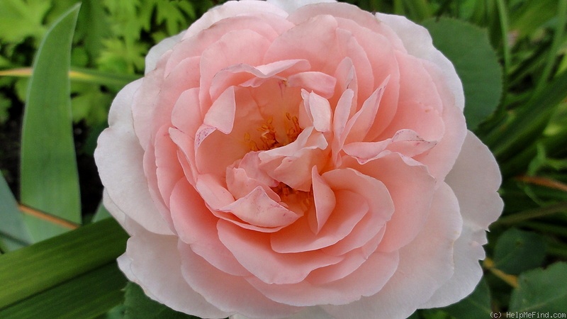 'Clair Renaissance ™' rose photo