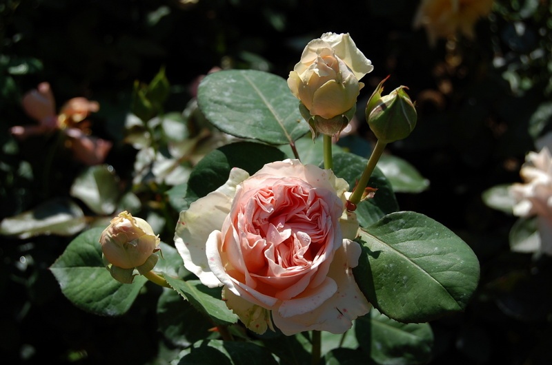 'Antico Amore ®' rose photo