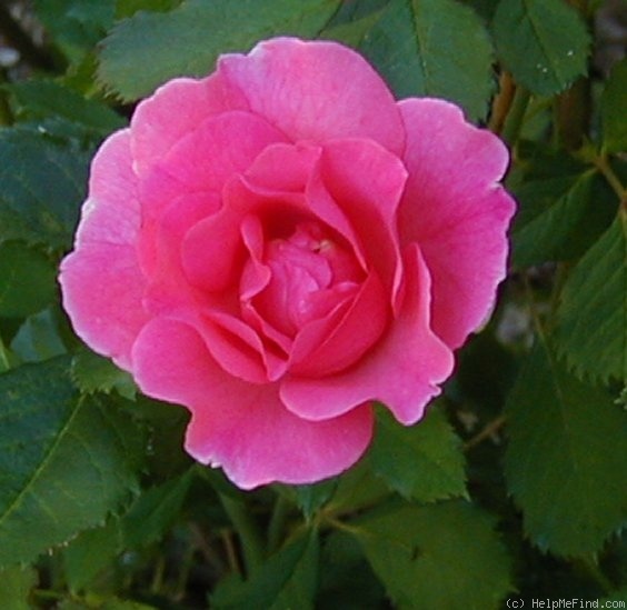 'Lyn Griffith' rose photo