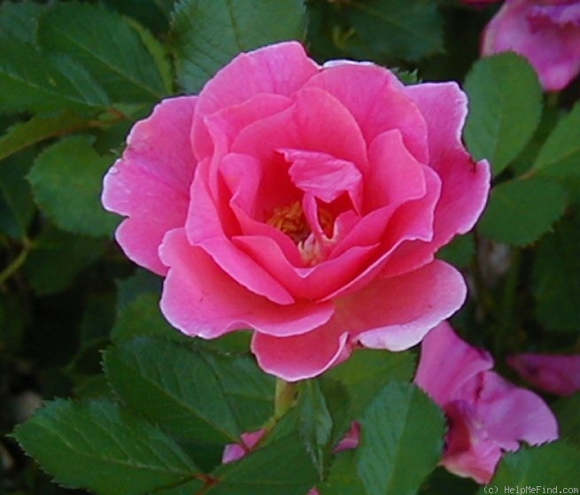 'Lyn Griffith' rose photo