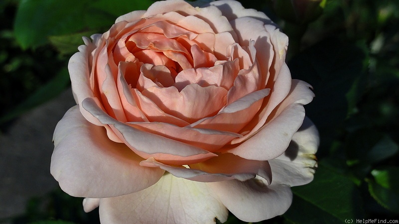 'Aphrodite ® (shrub, Evers/Tantau, 2000/06)' rose photo