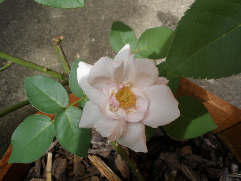 'Souvenir de St. Anne's' rose photo