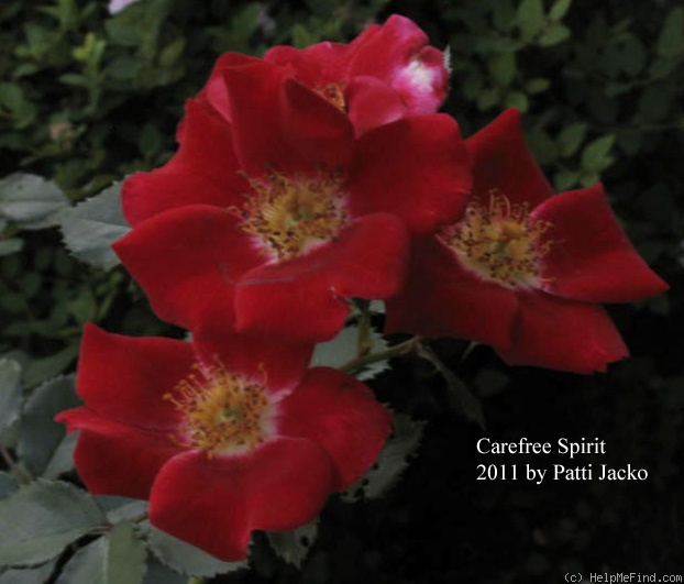 'Carefree Spirit' rose photo
