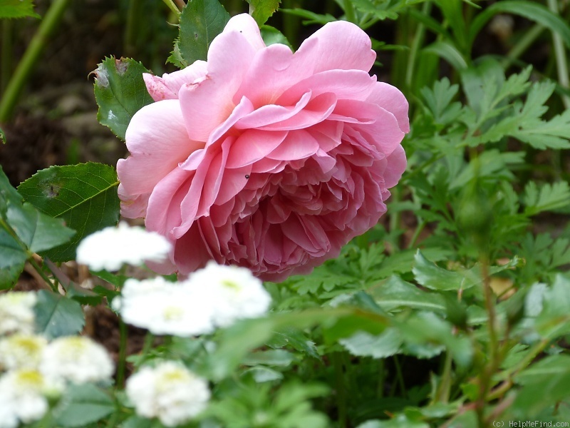 'Princess Alexandra of Kent' rose photo