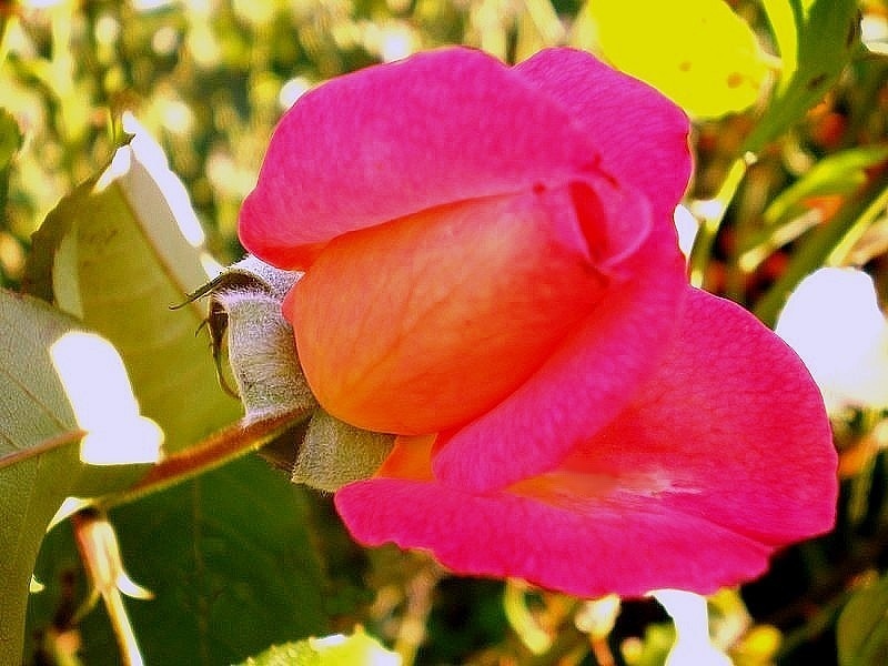 'Starion ® (hybrid tea, Dorieux before 1987)' rose photo
