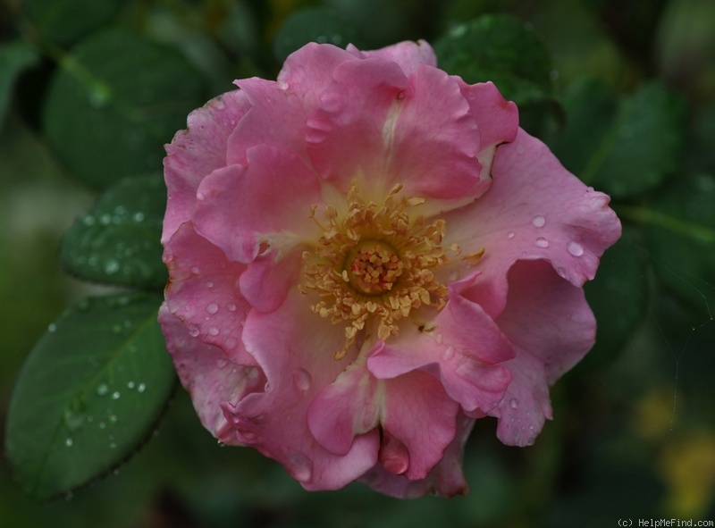 'Marinette (shrub, Austin, 1995)' rose, click to enlarge 'Marinette (shrub, Austin, 1995)' rose photo