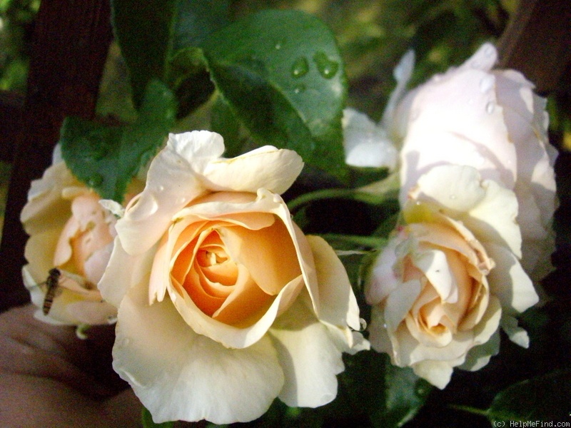 'Ginger Syllabub (Large Flowered Climber, Harkness, 2000)' rose photo