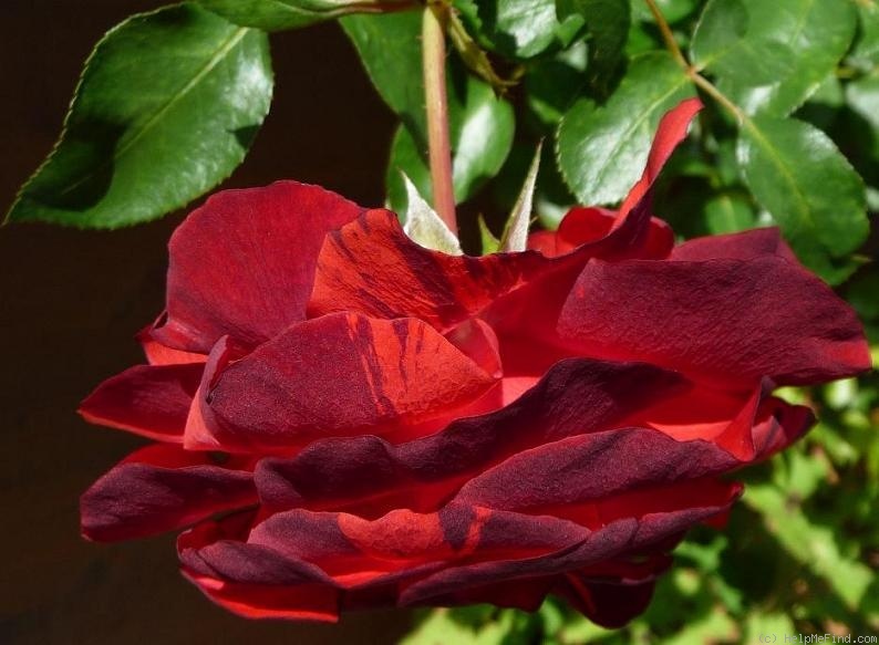 'SIMstripe' rose photo