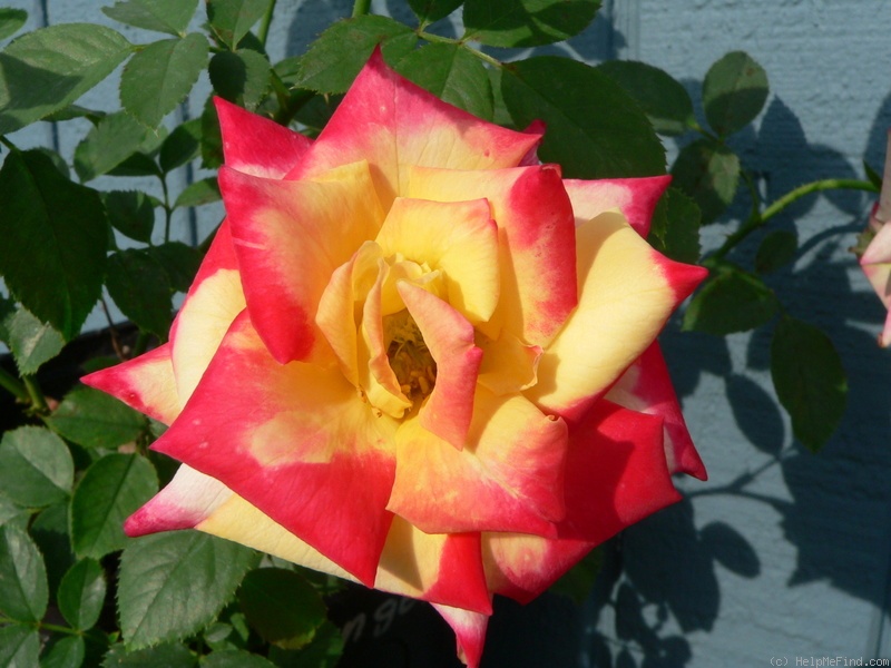 'Abby's Angel' rose photo