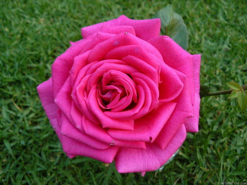 'In Appreciation' rose photo