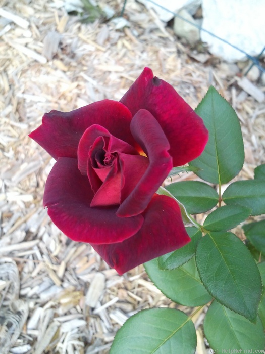 'Dark Night (hybrid tea, Meilland before 2008)' rose photo