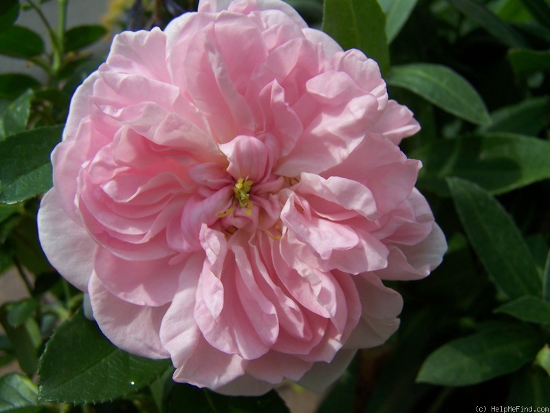 'Emilie von Süsskind' rose photo
