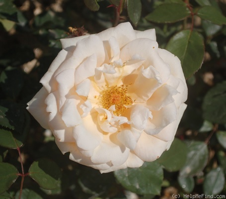 'Madame Ravary' rose photo