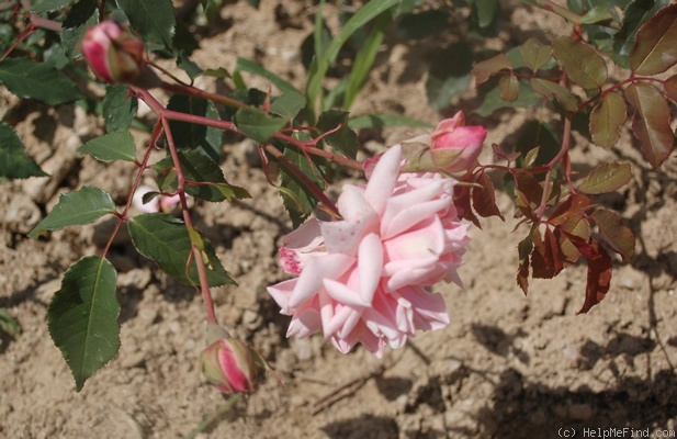 'Elie Beauvillain' rose photo