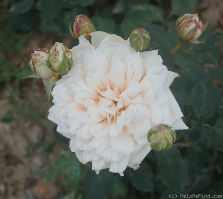 'Comte de Torres' rose photo