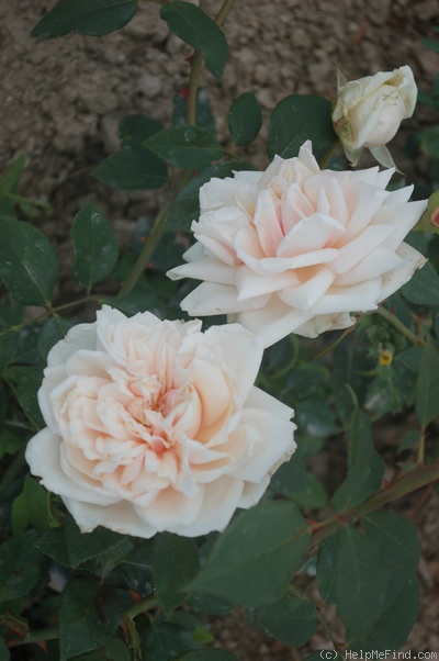 'Comte de Torres' rose photo